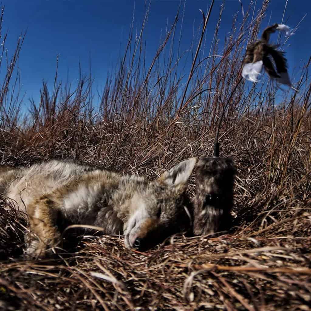 Vabilica-Mojo-super-critter-510338-predator-4150-3